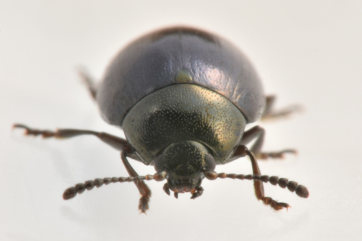 Chrysomelidae:  Phaedon sp? S, P. laevigatus